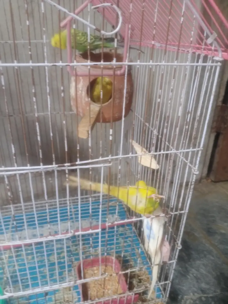 چار پیس ٹیلین طوطے سات پنجرا برتن فوری سیل — photo 6