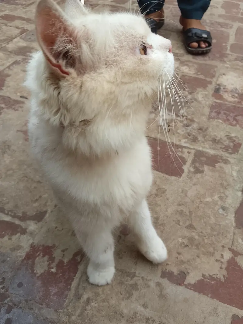 Persian kittens cute cat — photo 2