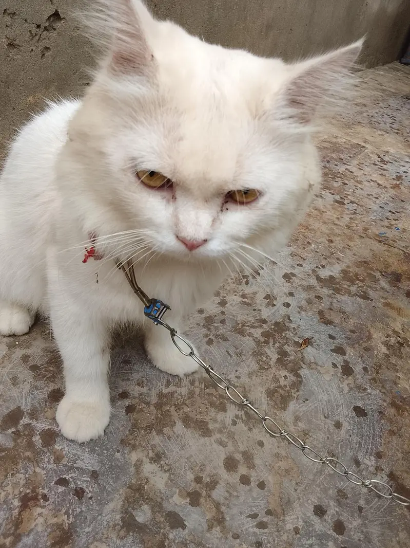 Persian kittens cute cat — photo 3