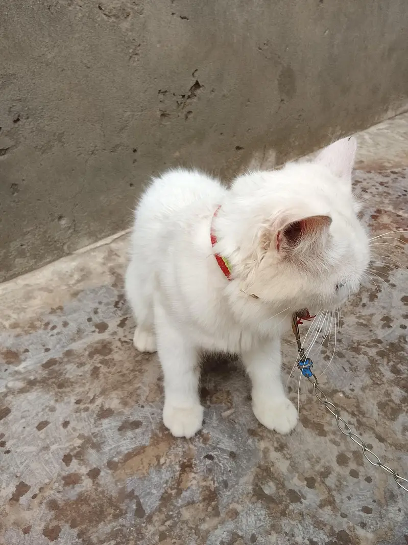 Persian kittens cute cat — photo 4