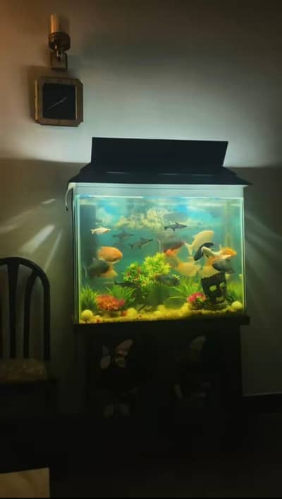 Aquarium for sale