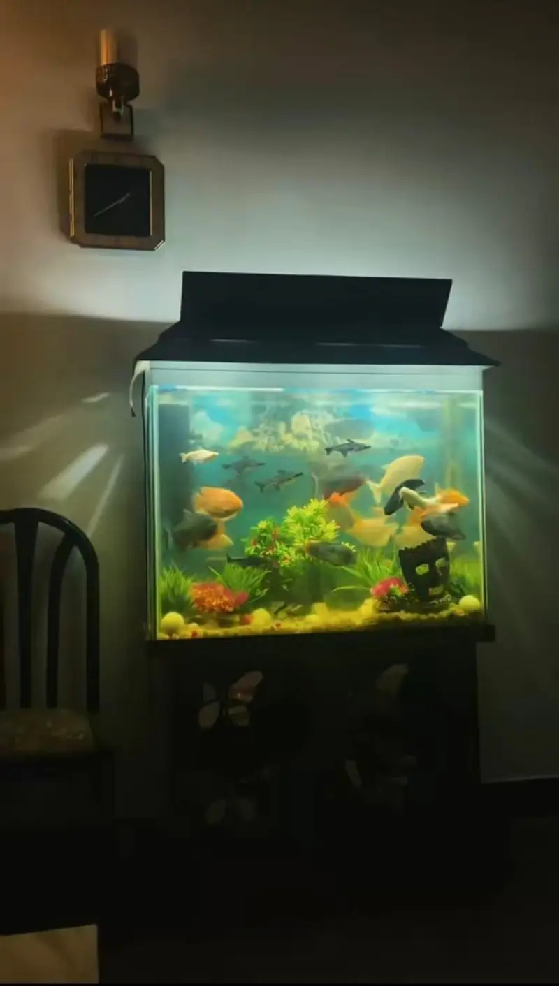 Aquarium for sale