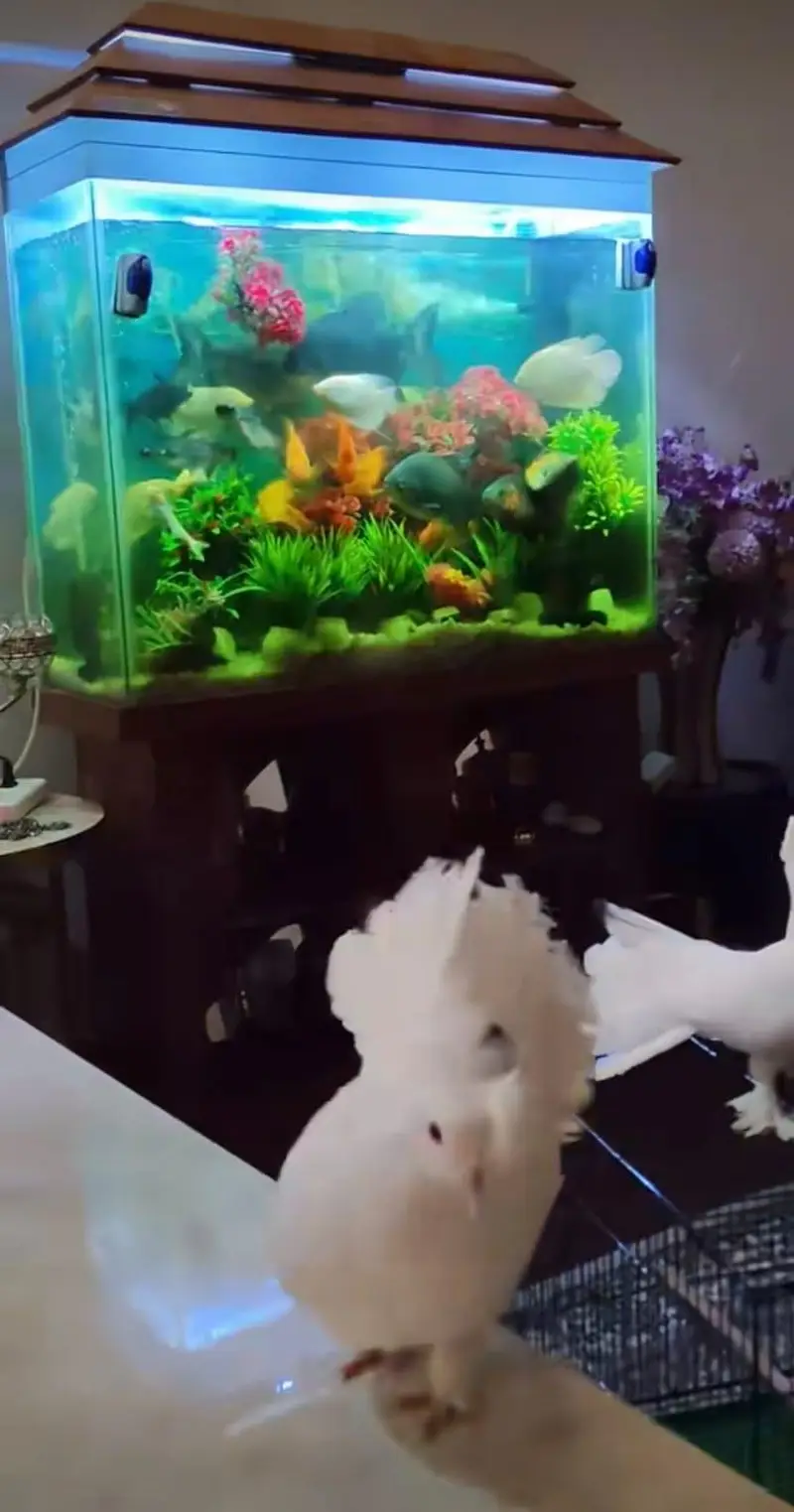 Aquarium for sale — photo 2