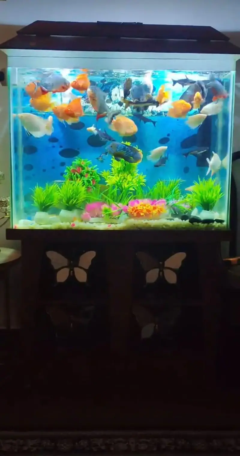 Aquarium for sale — photo 4
