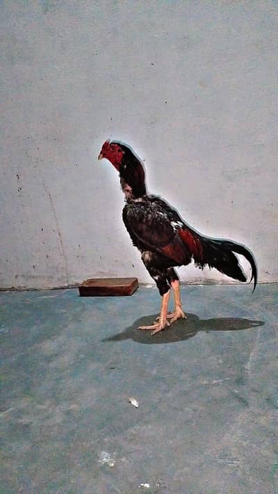 shamo aseel fith video be Mel jay ge