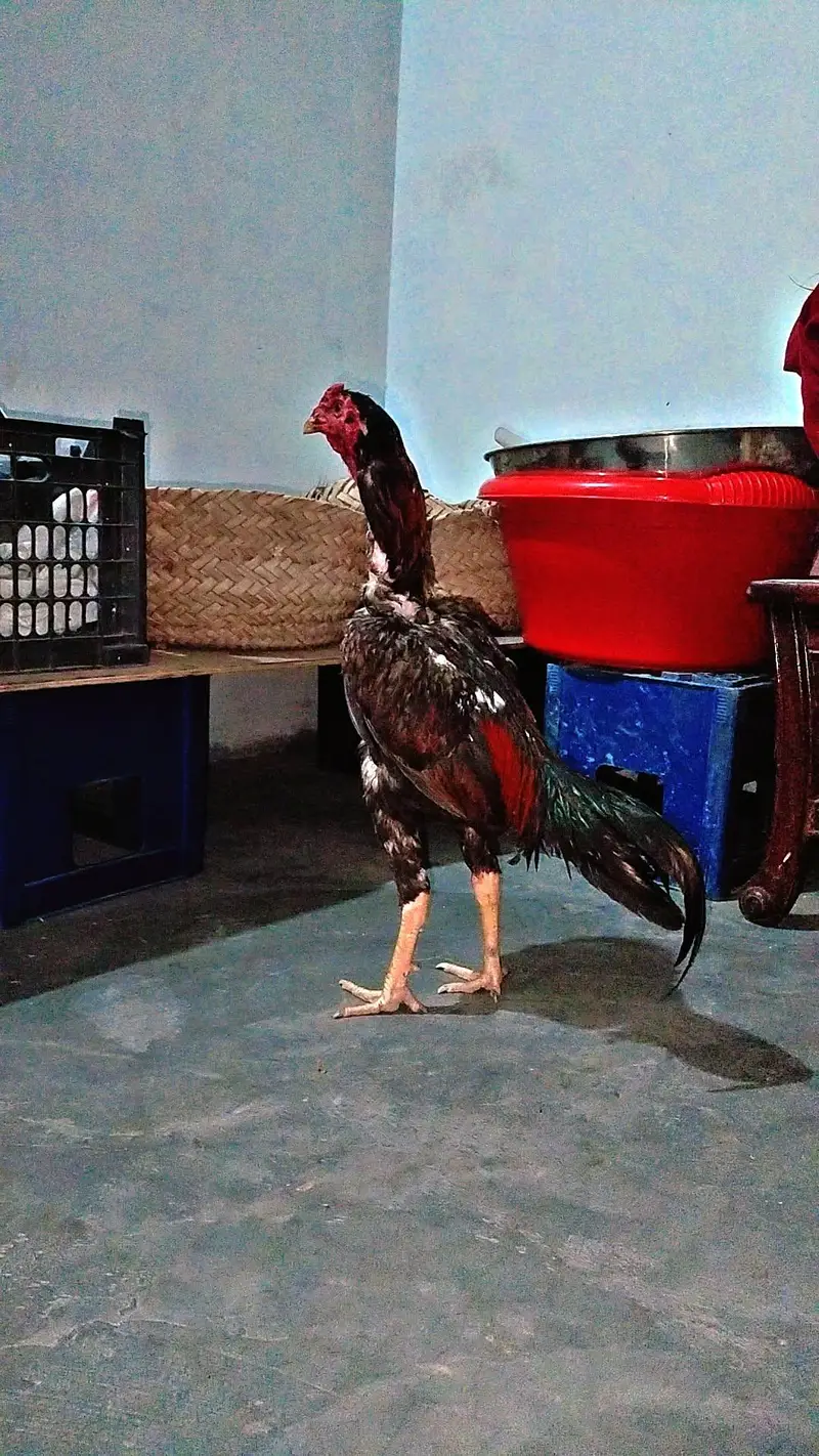 shamo aseel fith video be Mel jay ge — photo 2