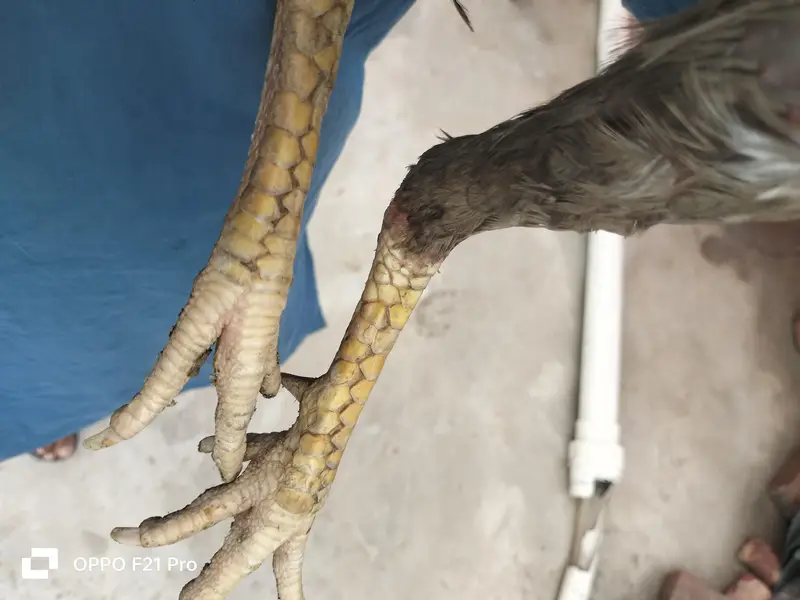 shamo aseel fith video be Mel jay ge — photo 8