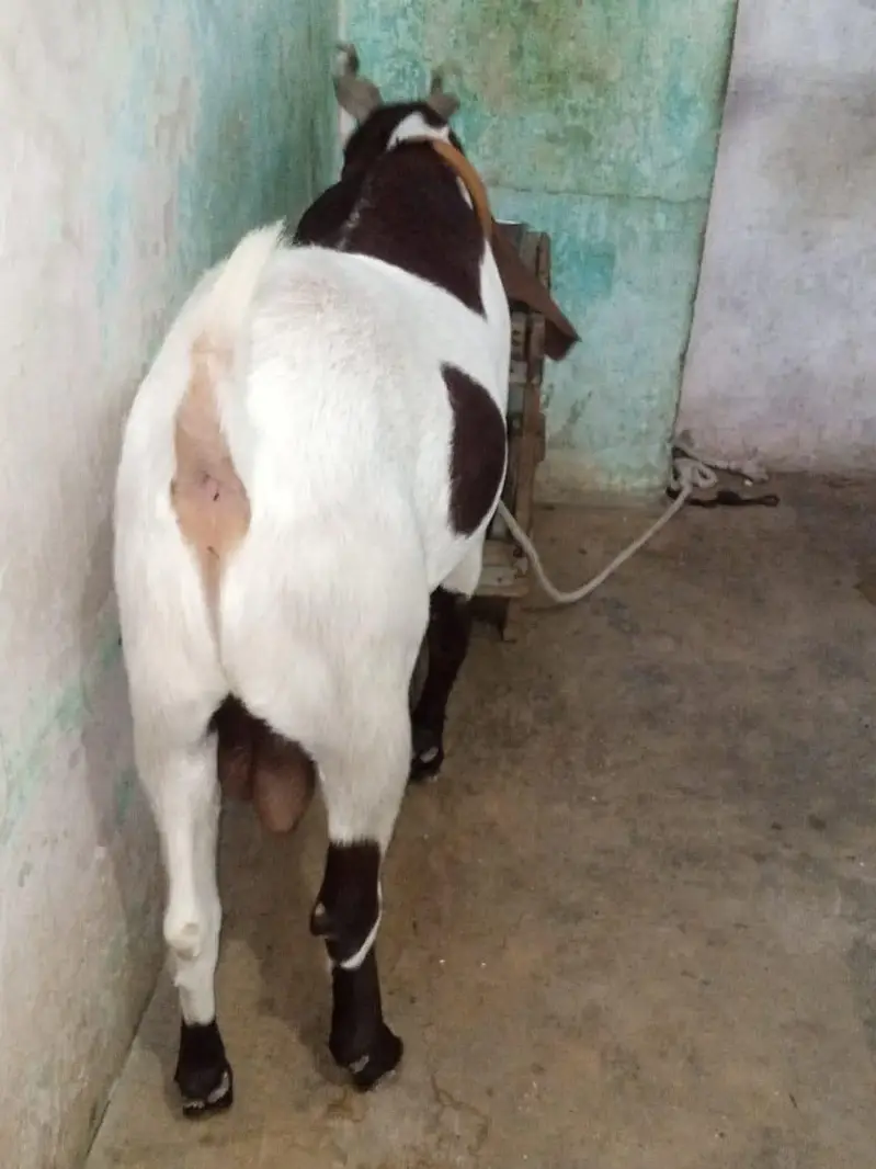 Pure Desi Bakra 0322_91_40_661 — photo 2