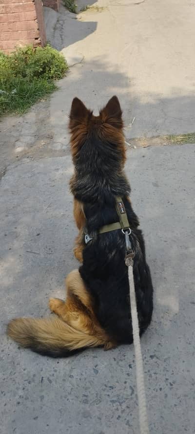 German shepherd Female ( Long coat )