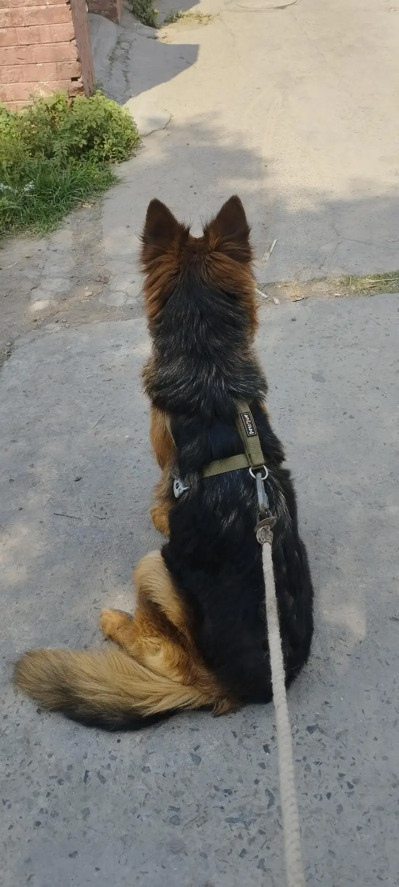 German shepherd Female ( Long coat )