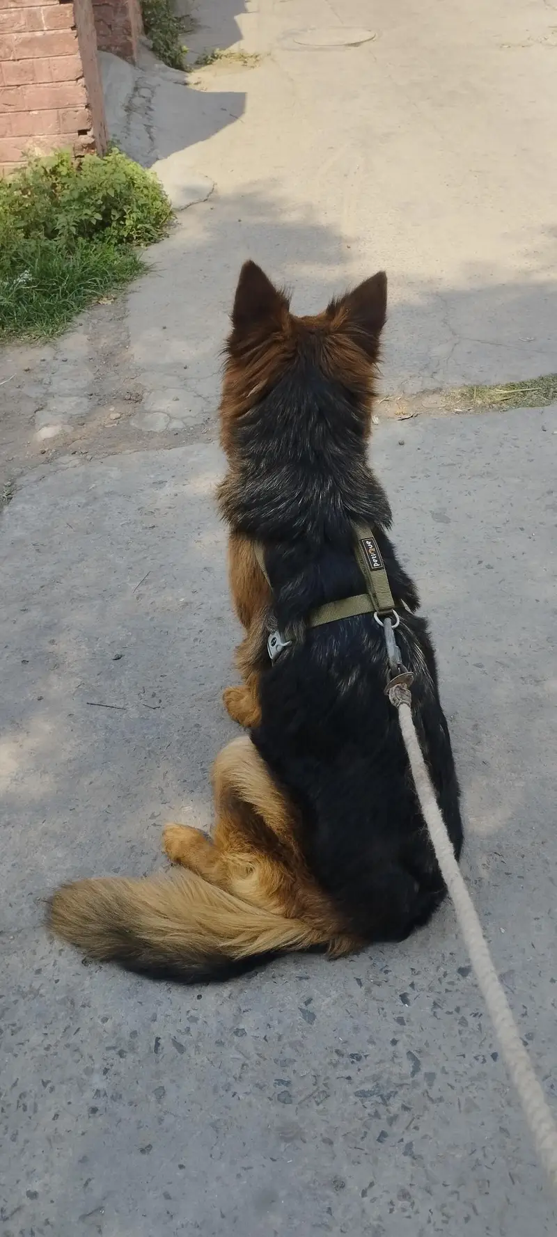 German shepherd Female ( Long coat ) — photo 2