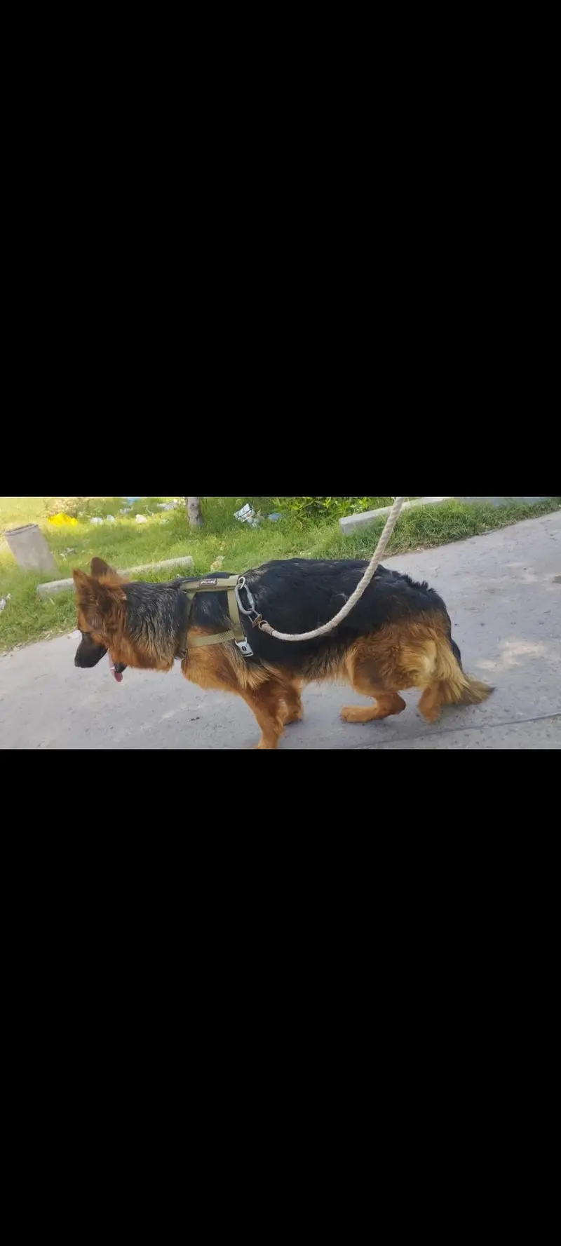 German shepherd Female ( Long coat ) — photo 3