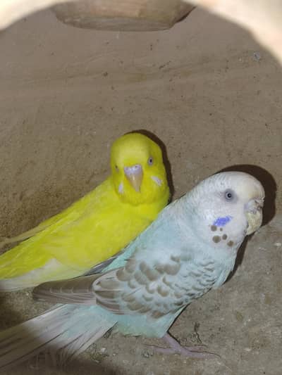 Bajri/Budgies 4 breeders pairs, 2 single males and 4 pathay with cages