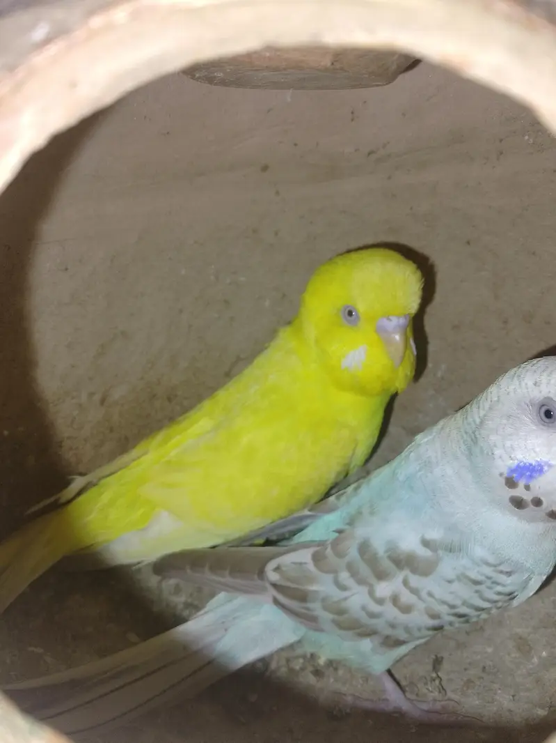 Bajri/Budgies 4 breeders pairs, 2 single males and 4 pathay with cages — photo 2