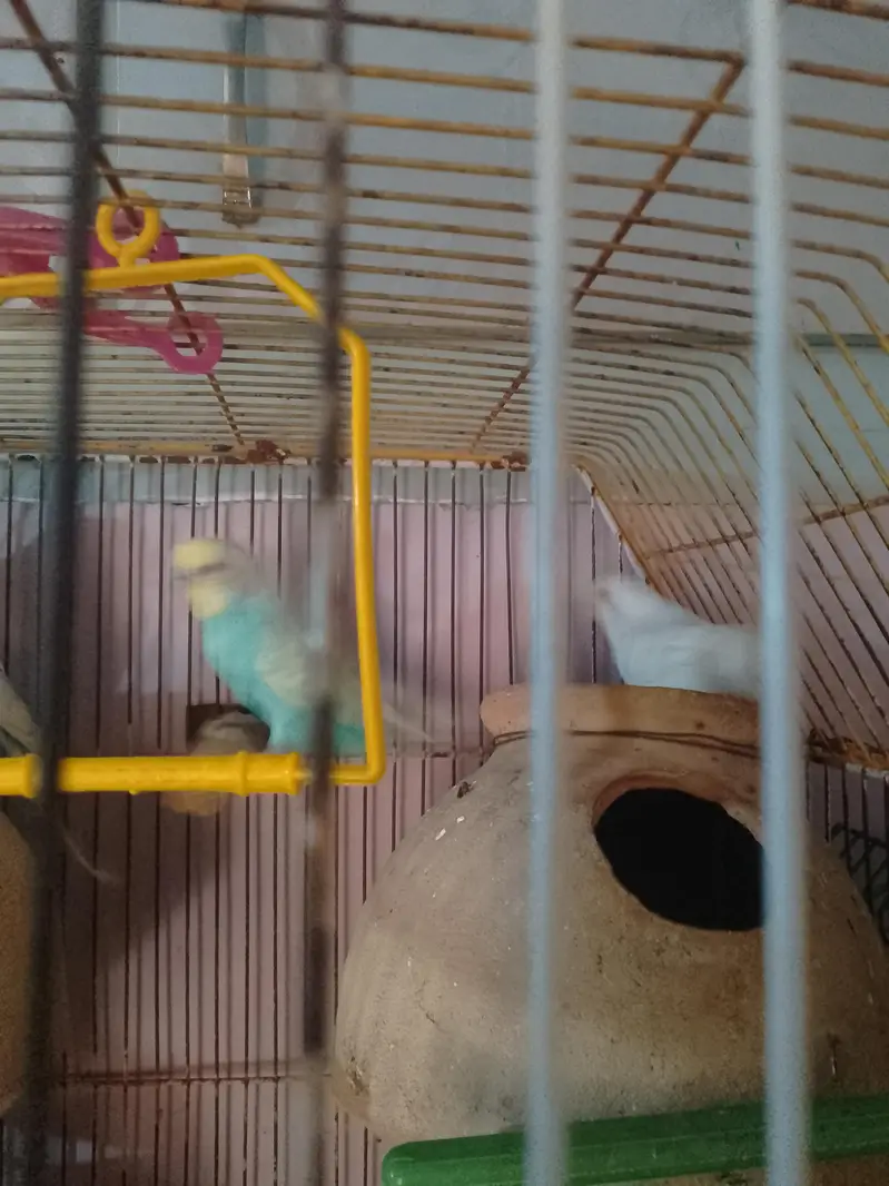 Bajri/Budgies 4 breeders pairs, 2 single males and 4 pathay with cages — photo 3