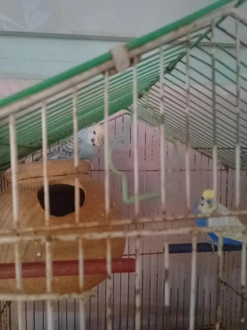 Bajri/Budgies 4 breeders pairs, 2 single males and 4 pathay with cages — photo 4