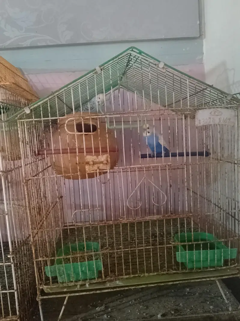 Bajri/Budgies 4 breeders pairs, 2 single males and 4 pathay with cages — photo 5