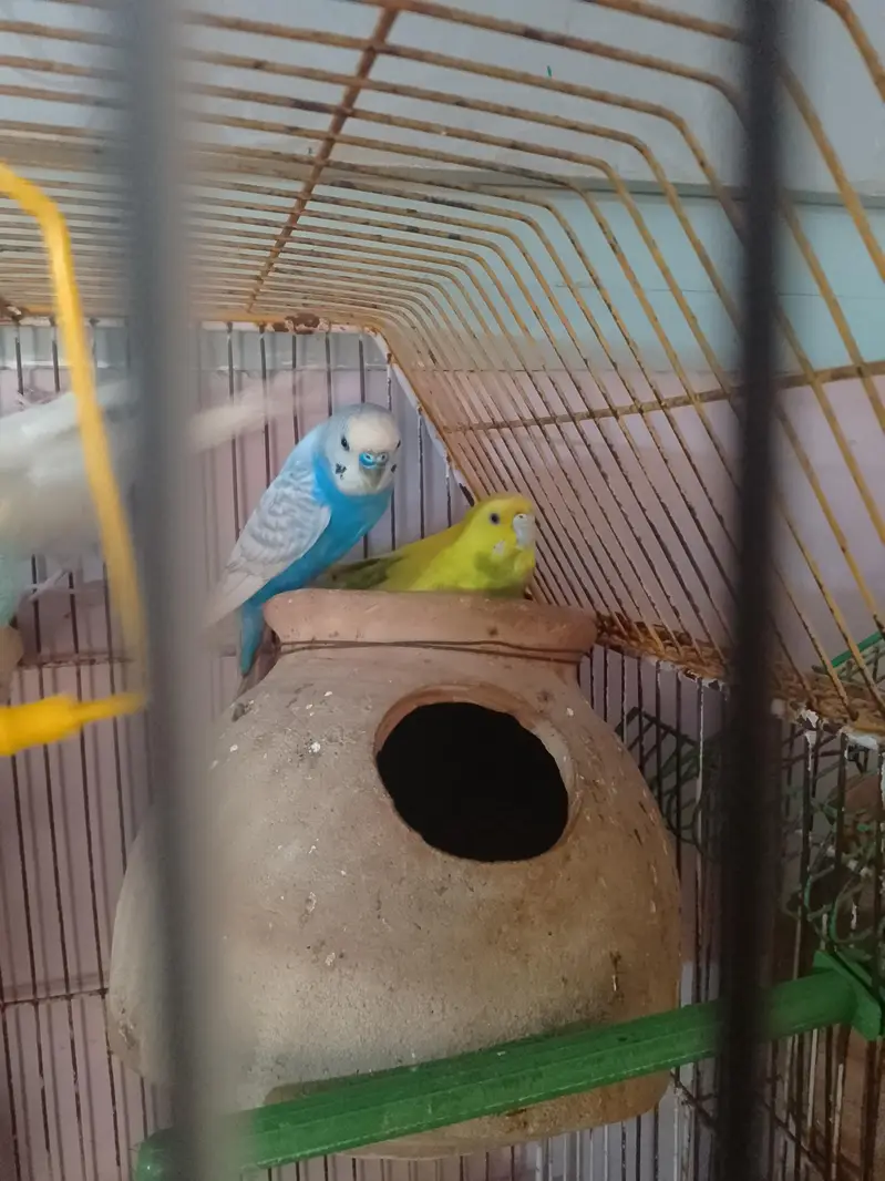 Bajri/Budgies 4 breeders pairs, 2 single males and 4 pathay with cages — photo 6