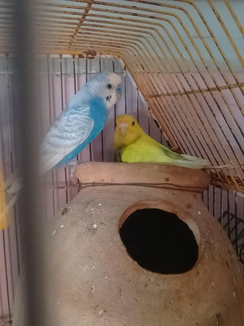 Bajri/Budgies 4 breeders pairs, 2 single males and 4 pathay with cages — photo 7
