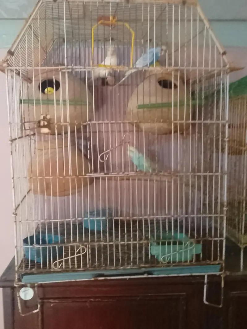 Bajri/Budgies 4 breeders pairs, 2 single males and 4 pathay with cages — photo 8