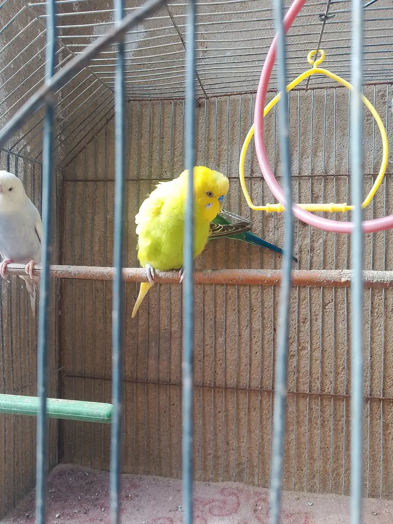 Bajri/Budgies 4 breeders pairs, 2 single males and 4 pathay with cages — photo 9