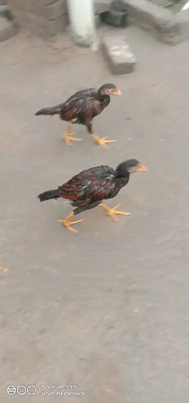 اصیل مرغی کے بچے فارسیل ۔نر اور مادی دونوں اچھی نسل کے اپنے گھر کے ہیں — photo 3