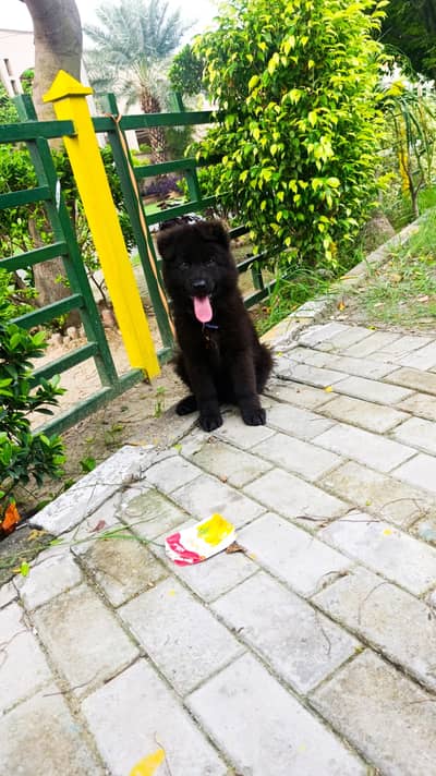 Black German Shepherd Long Coat