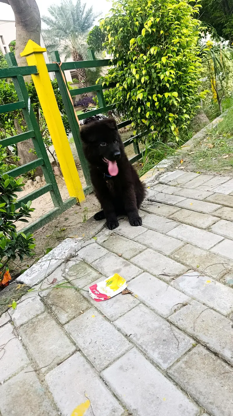 Black German Shepherd Long Coat — photo 3