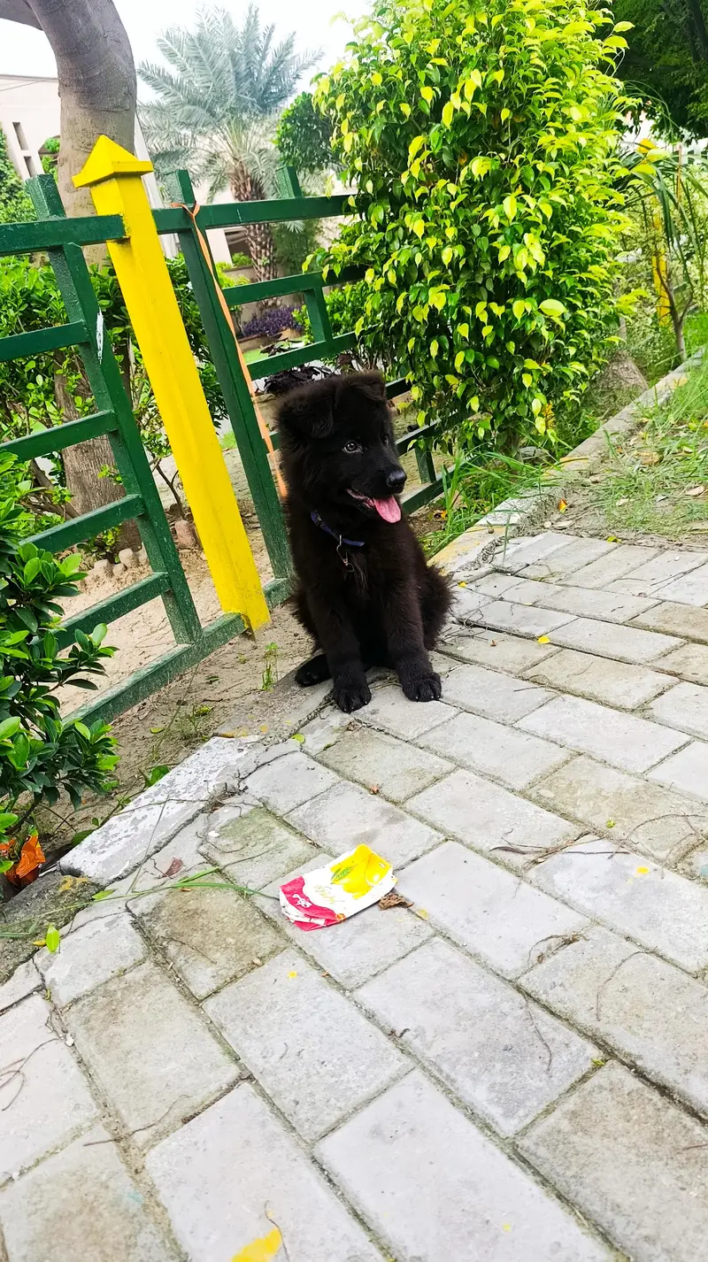 Black German Shepherd Long Coat — photo 4