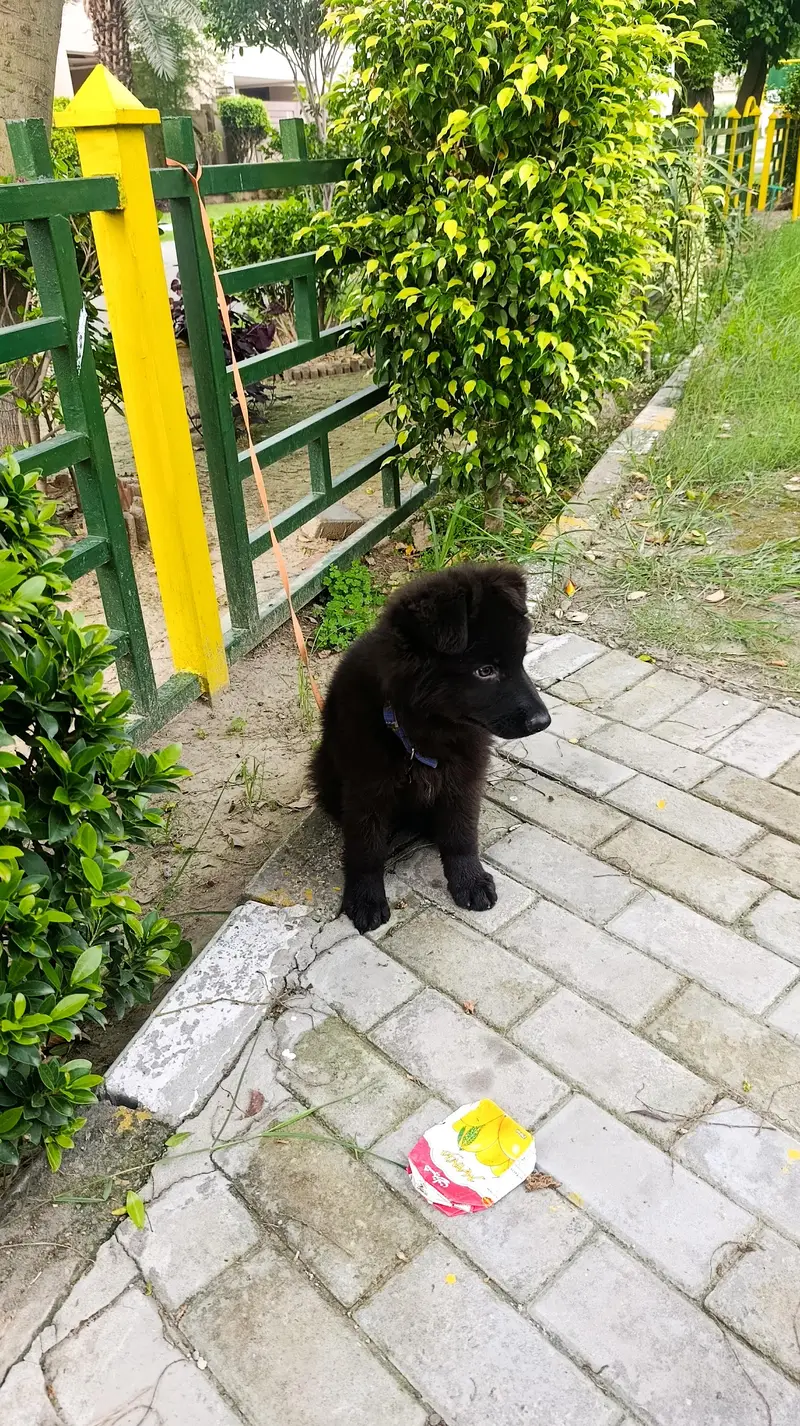 Black German Shepherd Long Coat — photo 5