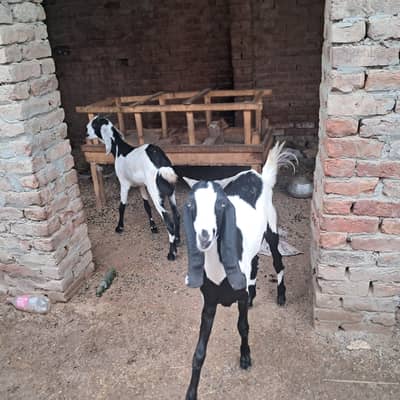 ablak bakri .  or 1 bakra