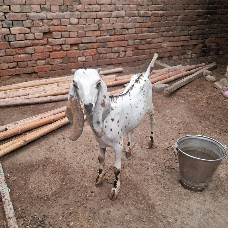 ablak bakri .  or 1 bakra — photo 2