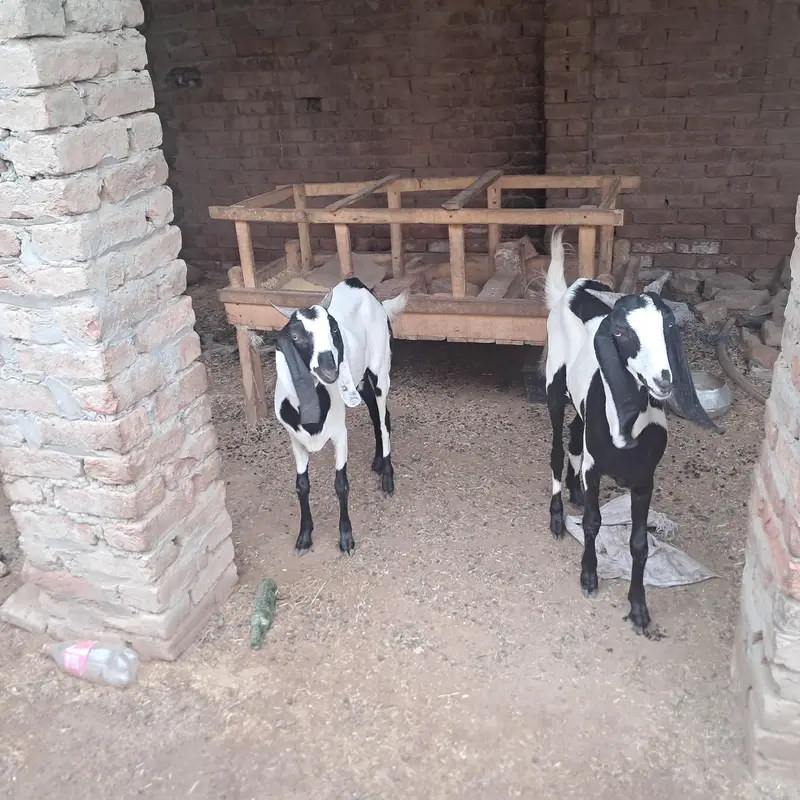 ablak bakri .  or 1 bakra — photo 3