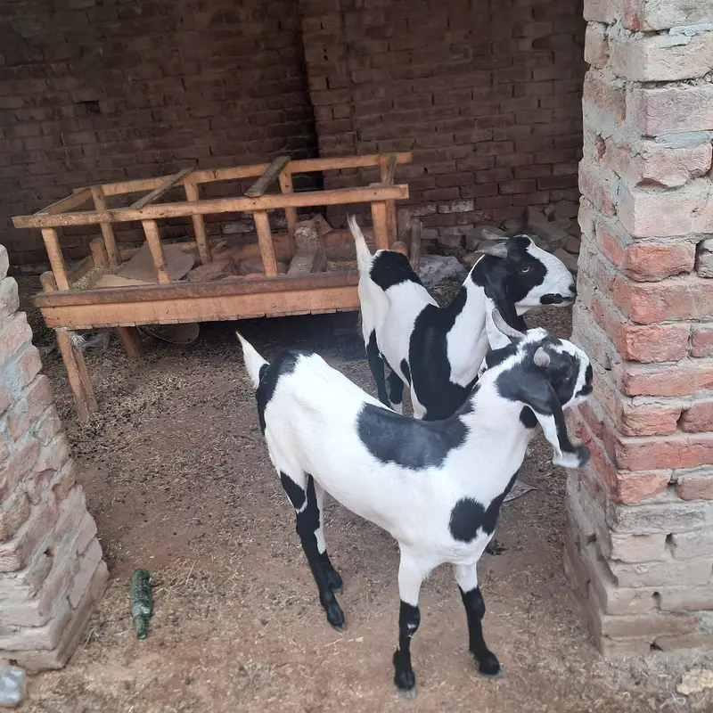 ablak bakri .  or 1 bakra — photo 4