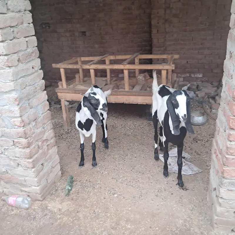 ablak bakri .  or 1 bakra — photo 5