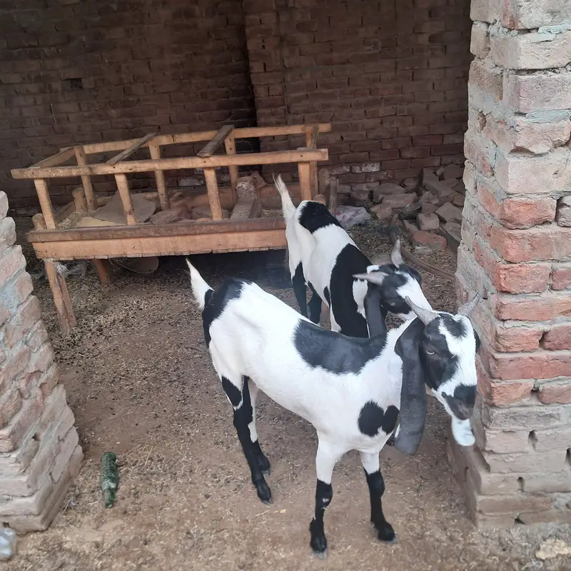 ablak bakri .  or 1 bakra — photo 6
