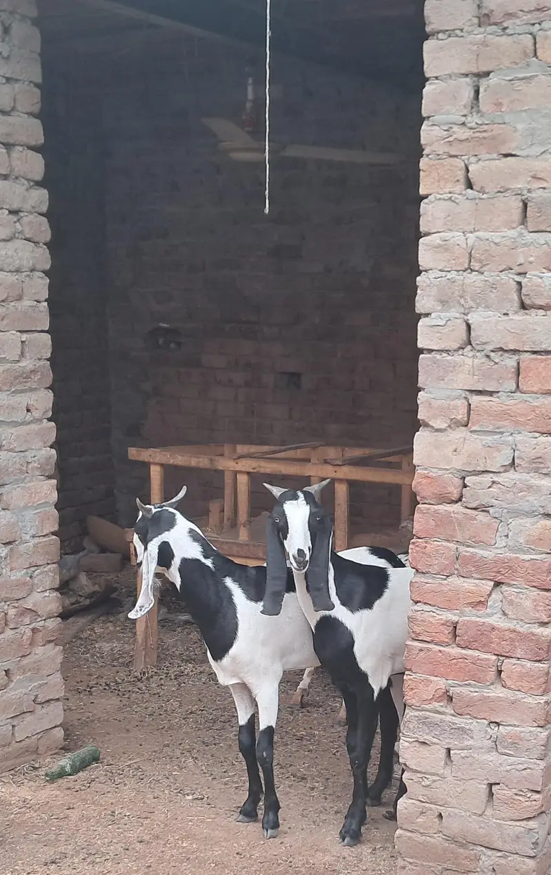 ablak bakri .  or 1 bakra — photo 7