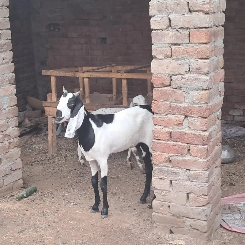 ablak bakri .  or 1 bakra — photo 8