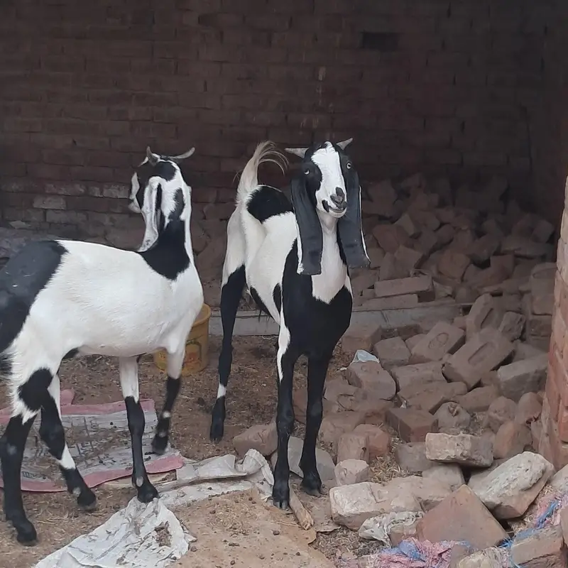 ablak bakri .  or 1 bakra — photo 9