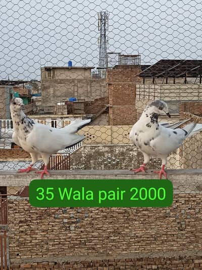 03125356233urgent sale