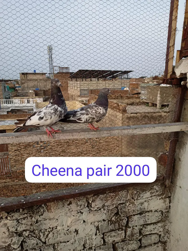 03125356233urgent sale — photo 11