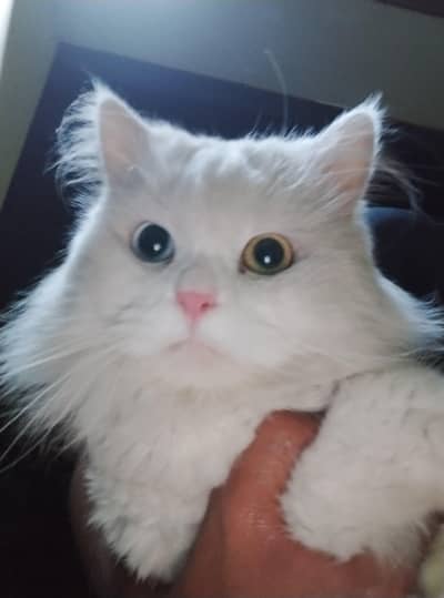 persian cats
