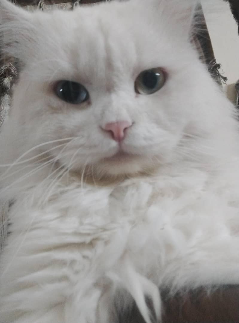 persian cat 1