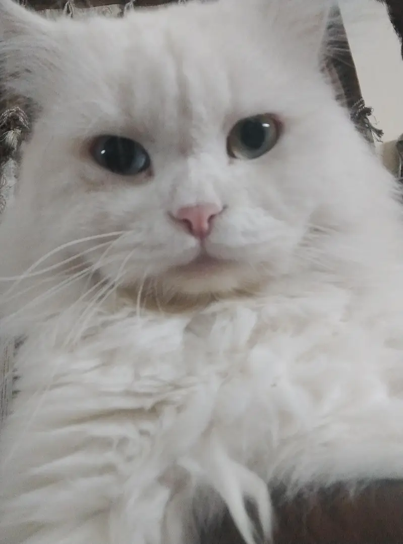persian cats — photo 2