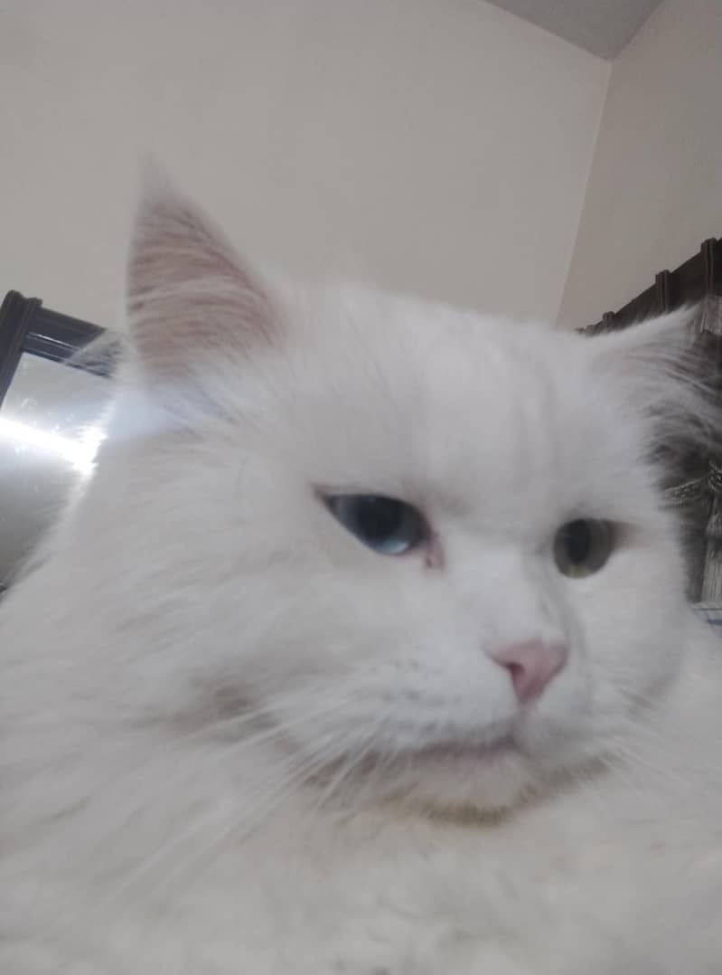 persian cat 2