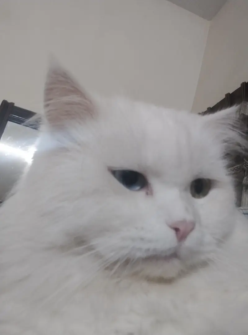 persian cats — photo 3