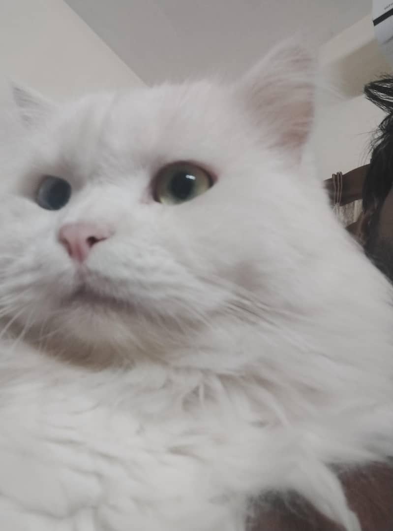 persian cat 3