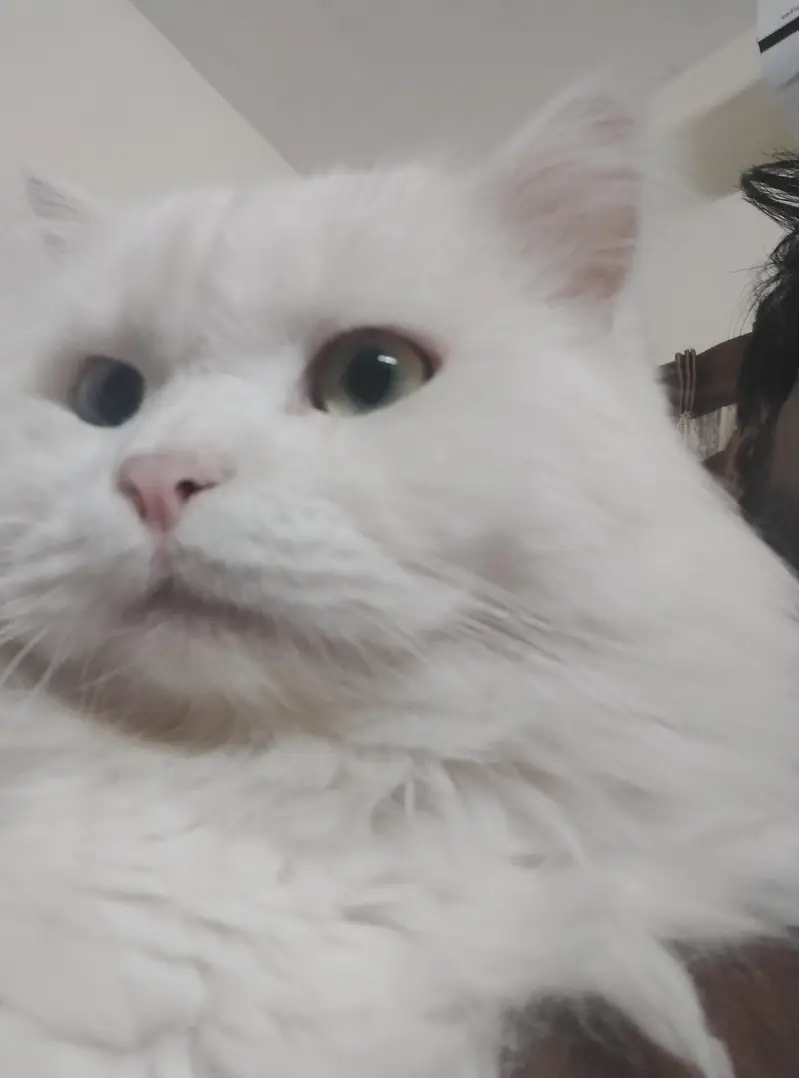 persian cats — photo 4