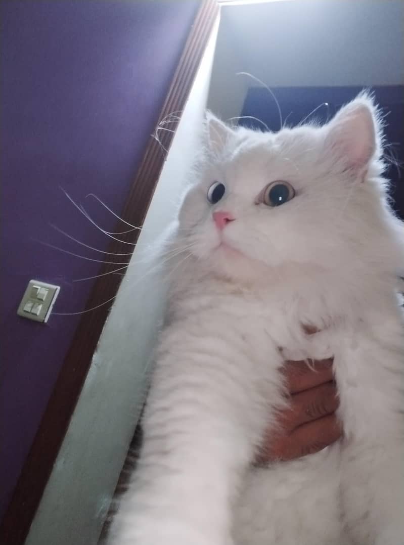 persian cat 4