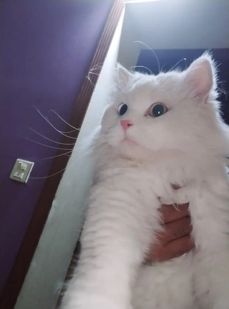 persian cats — photo 5